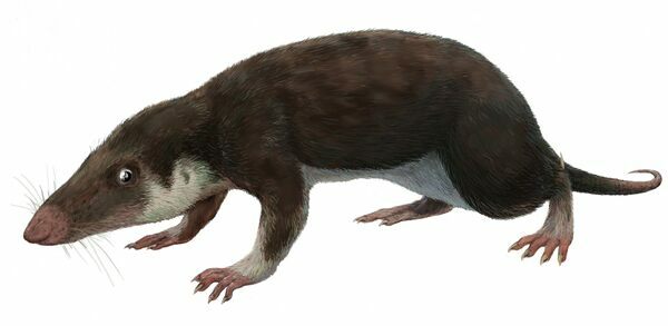Artists reconstruction of Morganucodon watsoni.  By Michael B. H  Creative Commons License